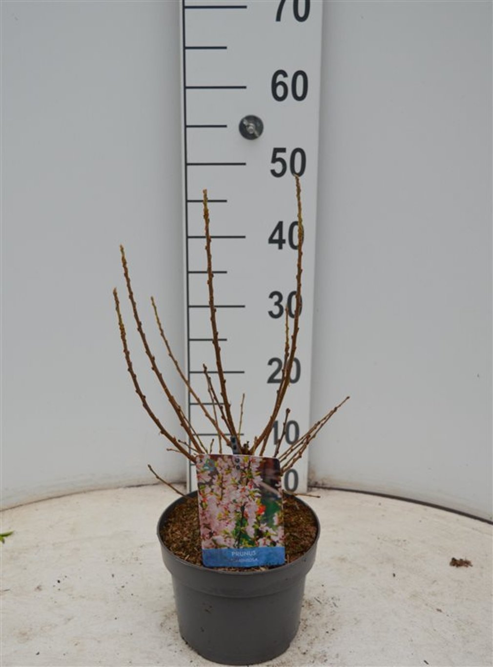 Prunus tomentosa - C3 40-50 CM